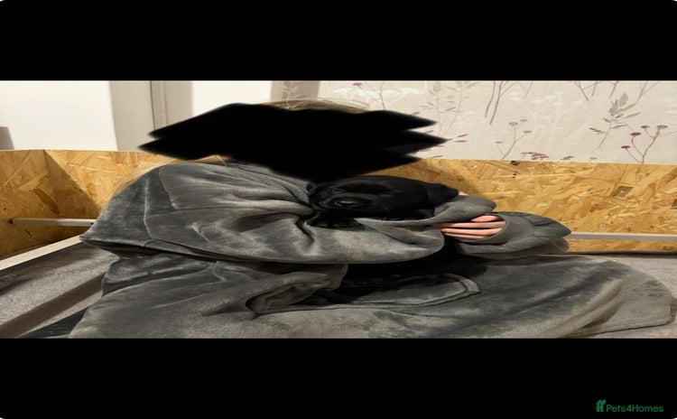 Labrador Retriever dogs Beautiful kc black labrador boy - Advert 2