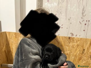 Labrador Retriever dogs Beautiful kc black labrador boy - Advert 1