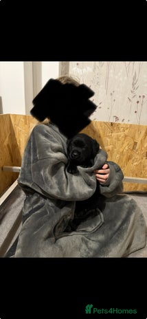 Labrador Retriever dogs Beautiful kc black labrador boy - Advert 2