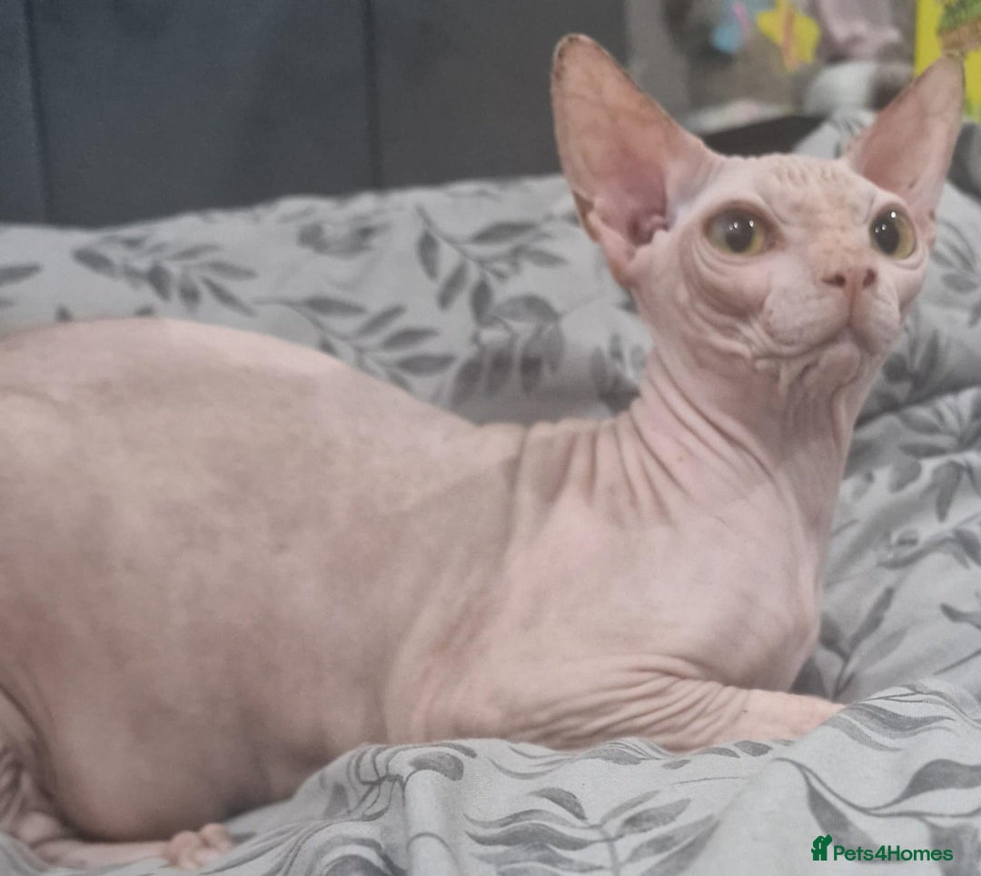Sphynx cats for sale: Beautiful male boys available 🩷  - Advert 4