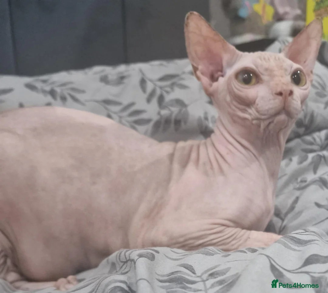 Sphynx cats for sale: Beautiful male boys available 🩷  - Advert 5