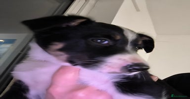 Border Collie dogs - Advert 3