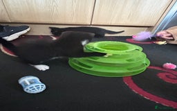 British Shorthair cats for sale: 3 Beautiful kittens  - Image 7