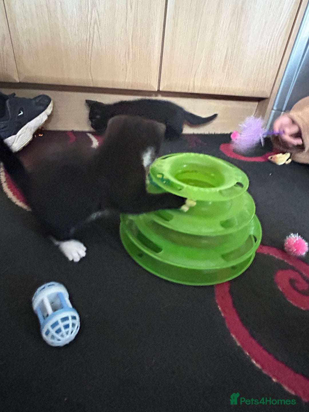 British Shorthair cats for sale: 3 Beautiful kittens  - Image 7