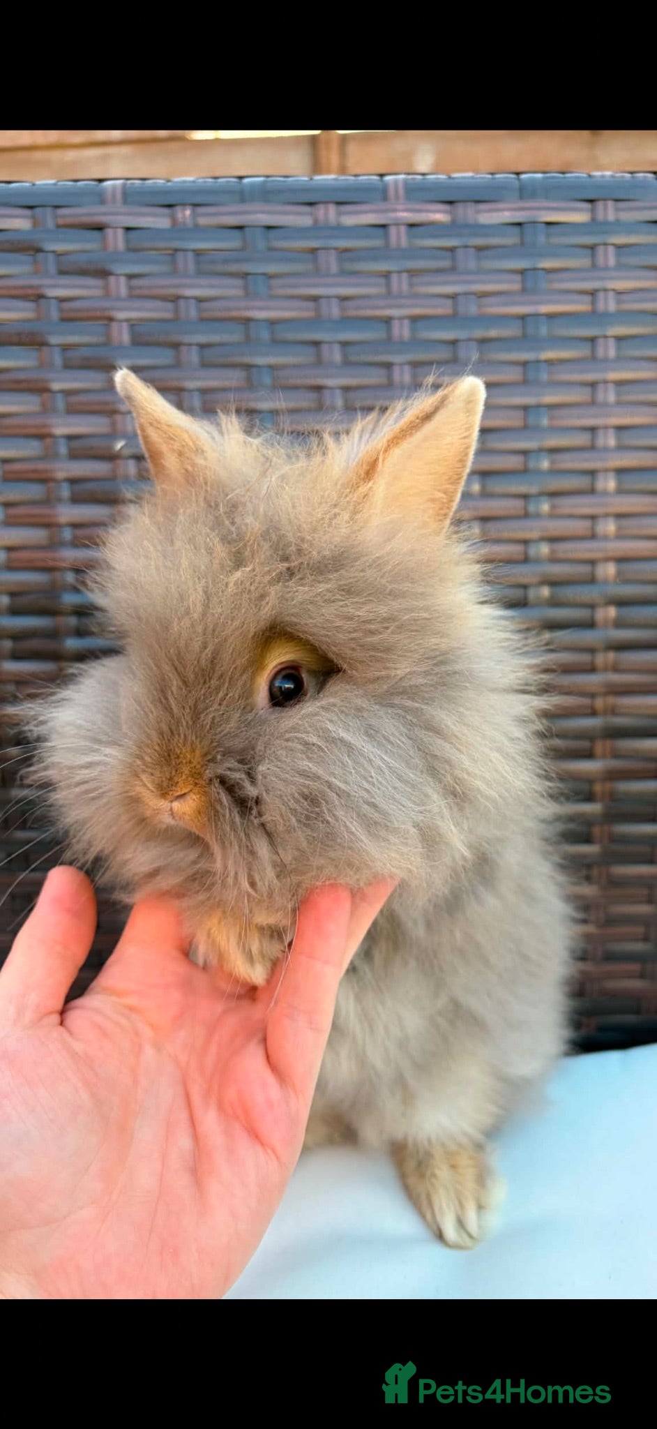 Lionhead rabbits Beautiful fluffy pure bred lion heads - Advert 1