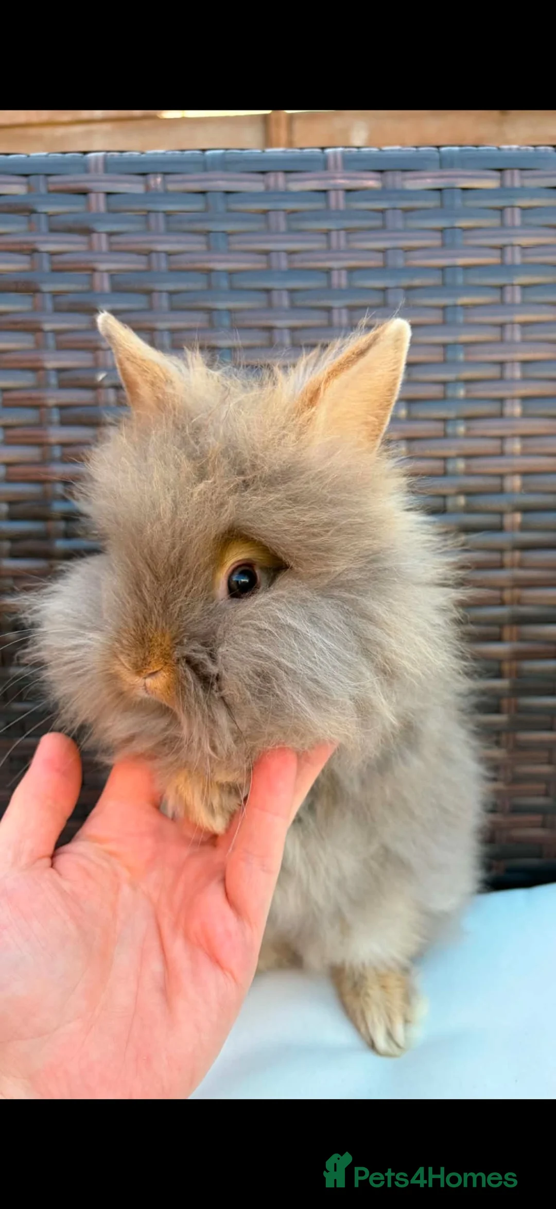 Lionhead rabbits for sale: Beautiful fluffy pure bred lion heads - Advert 1