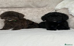 Cockapoo dogs for sale: 😍😍 F1 cockapoo puppies 😍😍 - Image 7