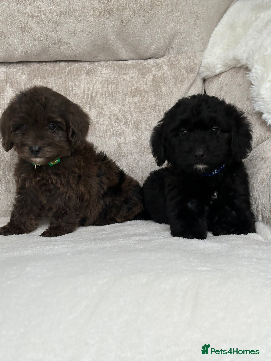 Cockapoo dogs for sale: 😍😍 F1 cockapoo puppies 😍😍 - Image 7