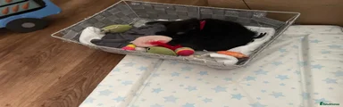 PANIC