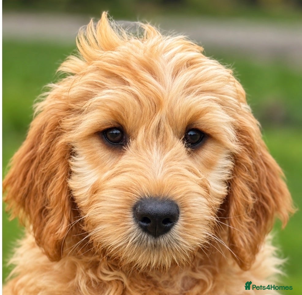 Mini Goldendoodle dogs Healthy Happy Goldendoodle Puppies - Advert 1