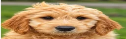 Mini Goldendoodle dogs for sale: Healthy Happy Goldendoodle Puppies - Advert 1