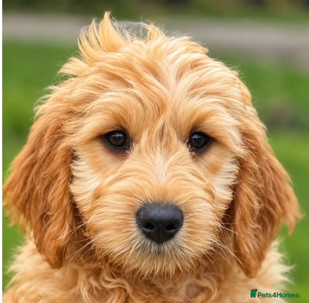 Mini Goldendoodle dogs for sale: Healthy Happy Goldendoodle Puppies - Advert 1
