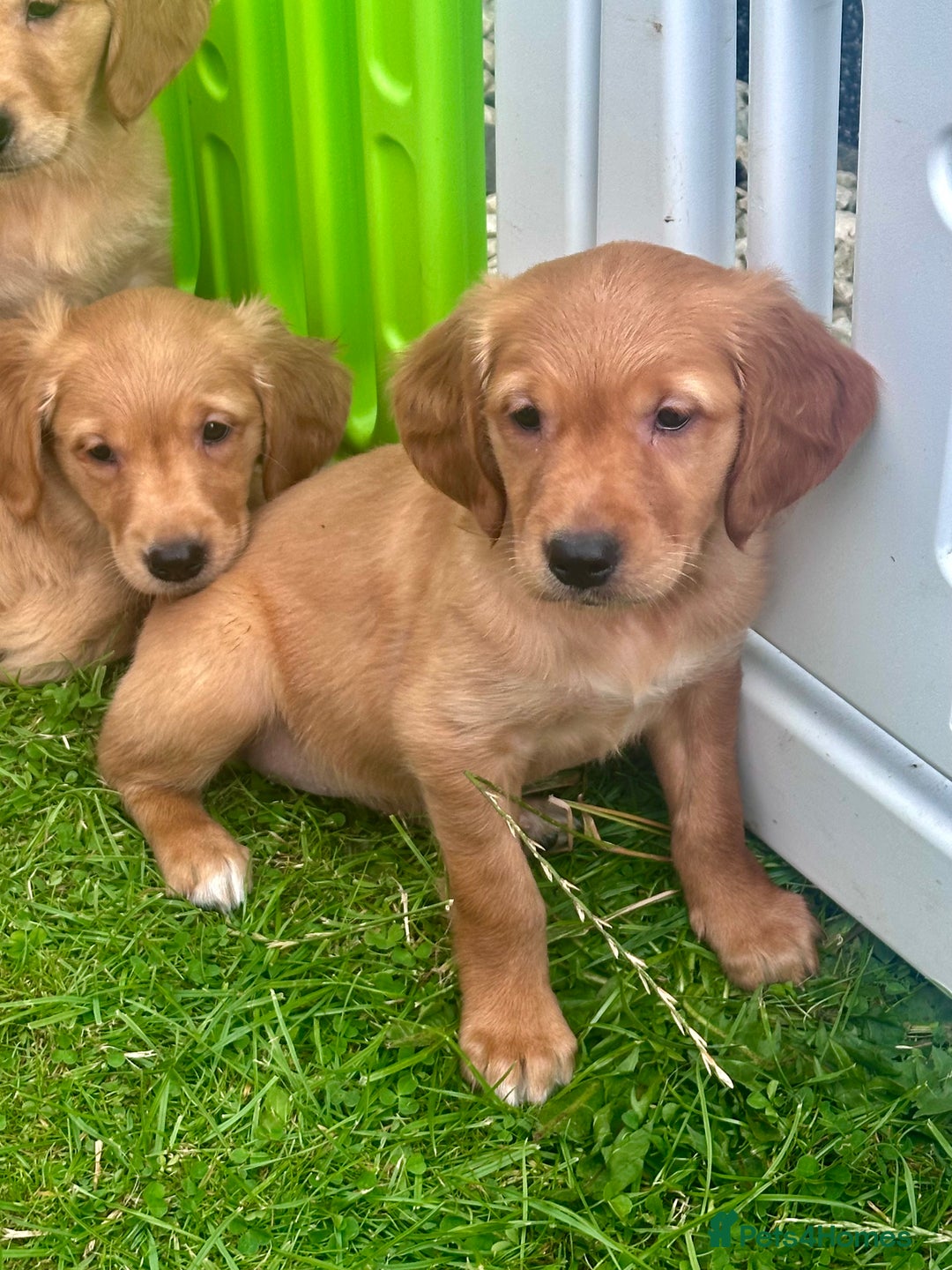 Golden Retriever dogs for sale: Ready to leave Working deep (red) puppies - Image 10