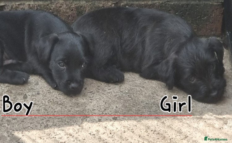 Patterdale Terrier dogs - Advert 7