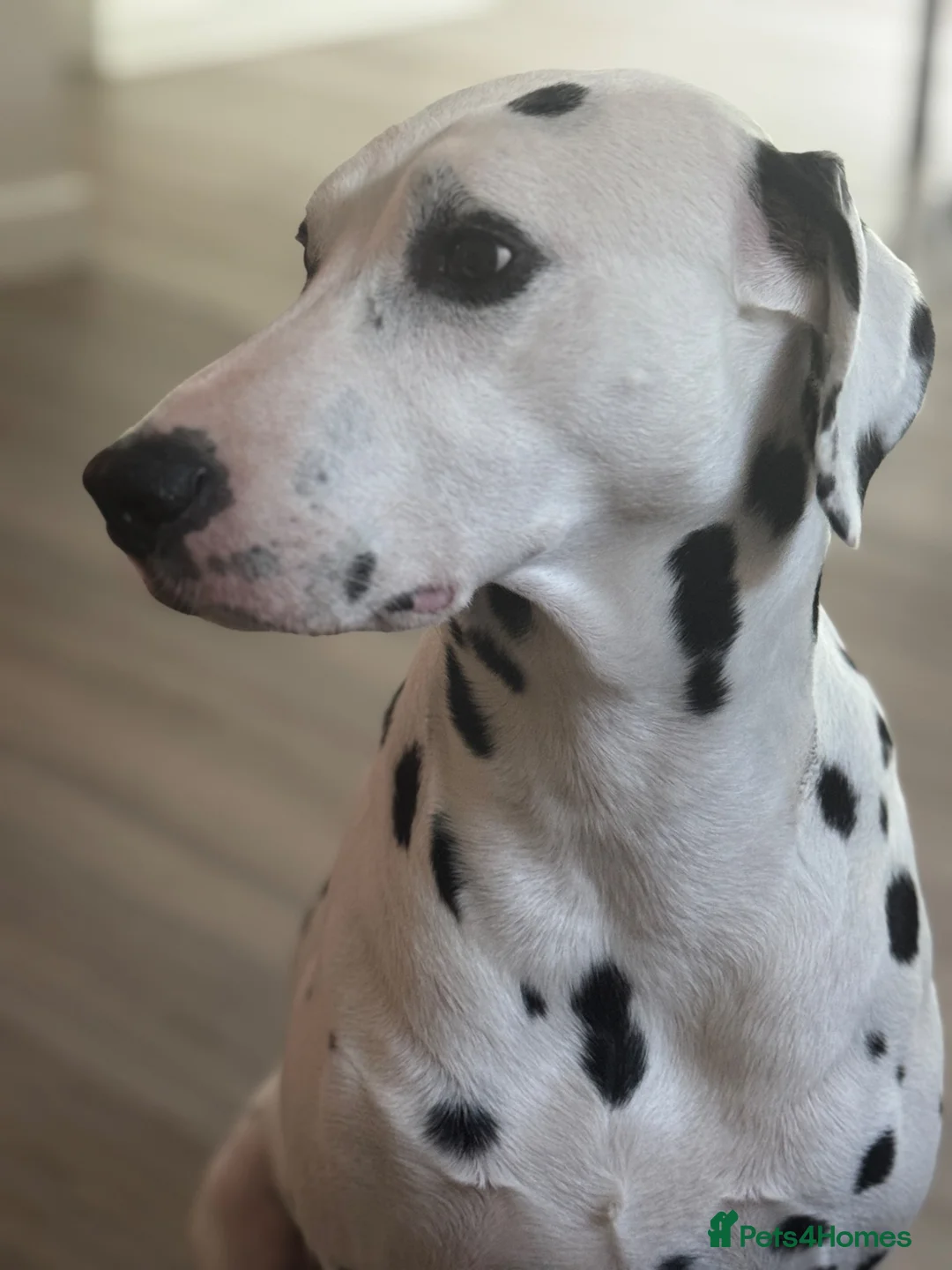 Dalmatian dogs for stud: PROVEN Black spot KC registered Dalmatian for STUD - Advert 2