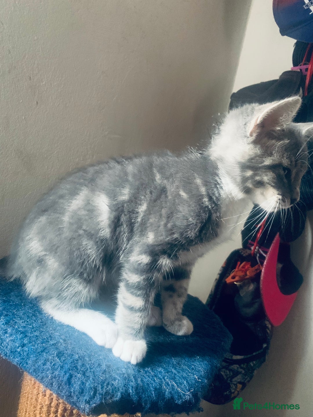 Mixed Breed cats for sale: Little ones are looking for home - Image 12