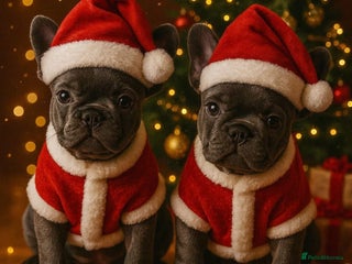 French Bulldog dogs 4 Beautiful Girl Frenchie's - Advert 5