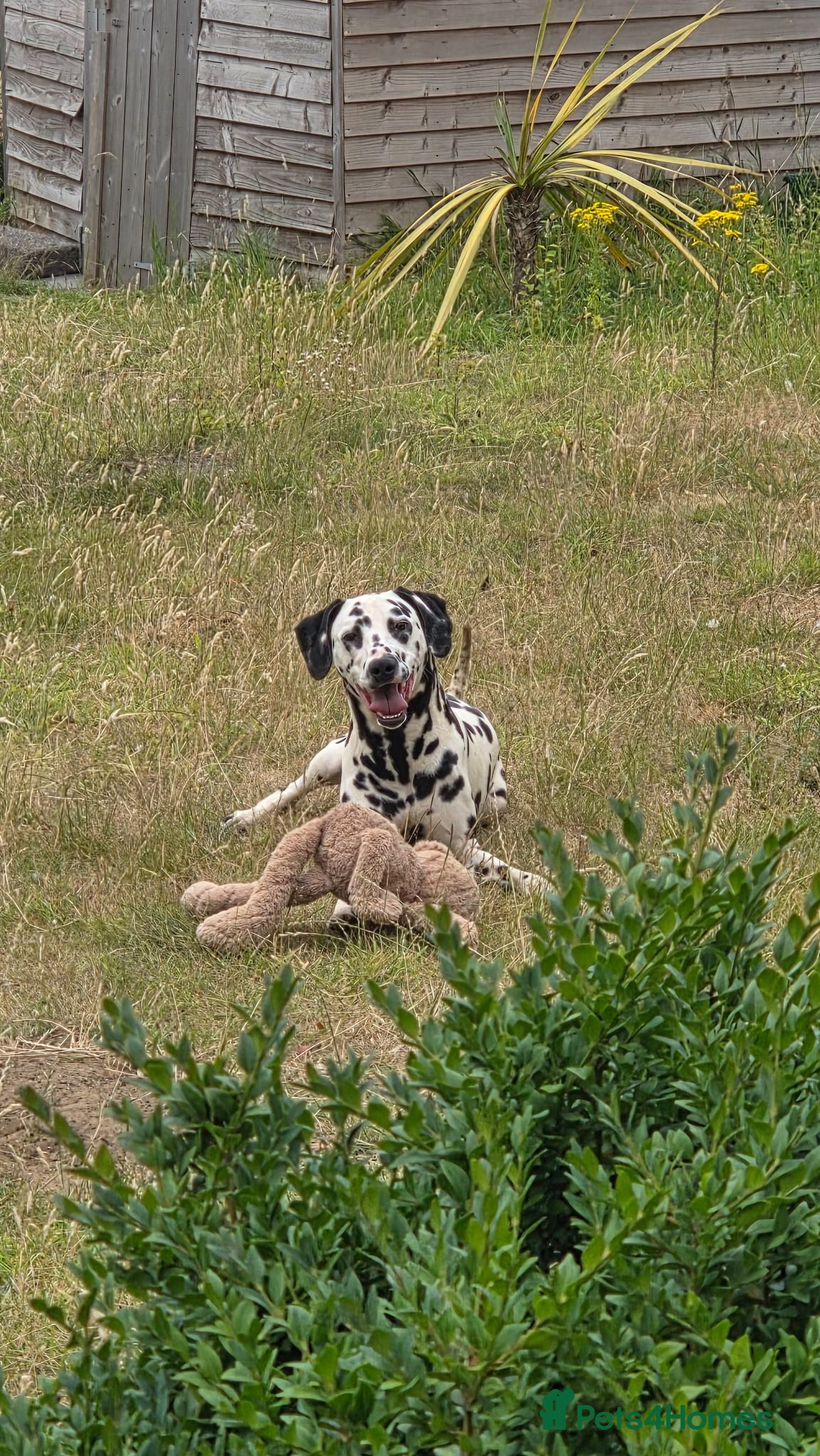 Dalmatian dogs Handsome Dalmations - Advert 11
