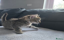 Mixed Breed cats for sale:  tabby kittens  - Image 3