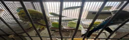 Mixed Breed birds for sale: budgies - Advert 4