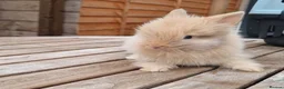 Lionhead rabbits for sale: Purebred Lionheads for sale - Advert 5
