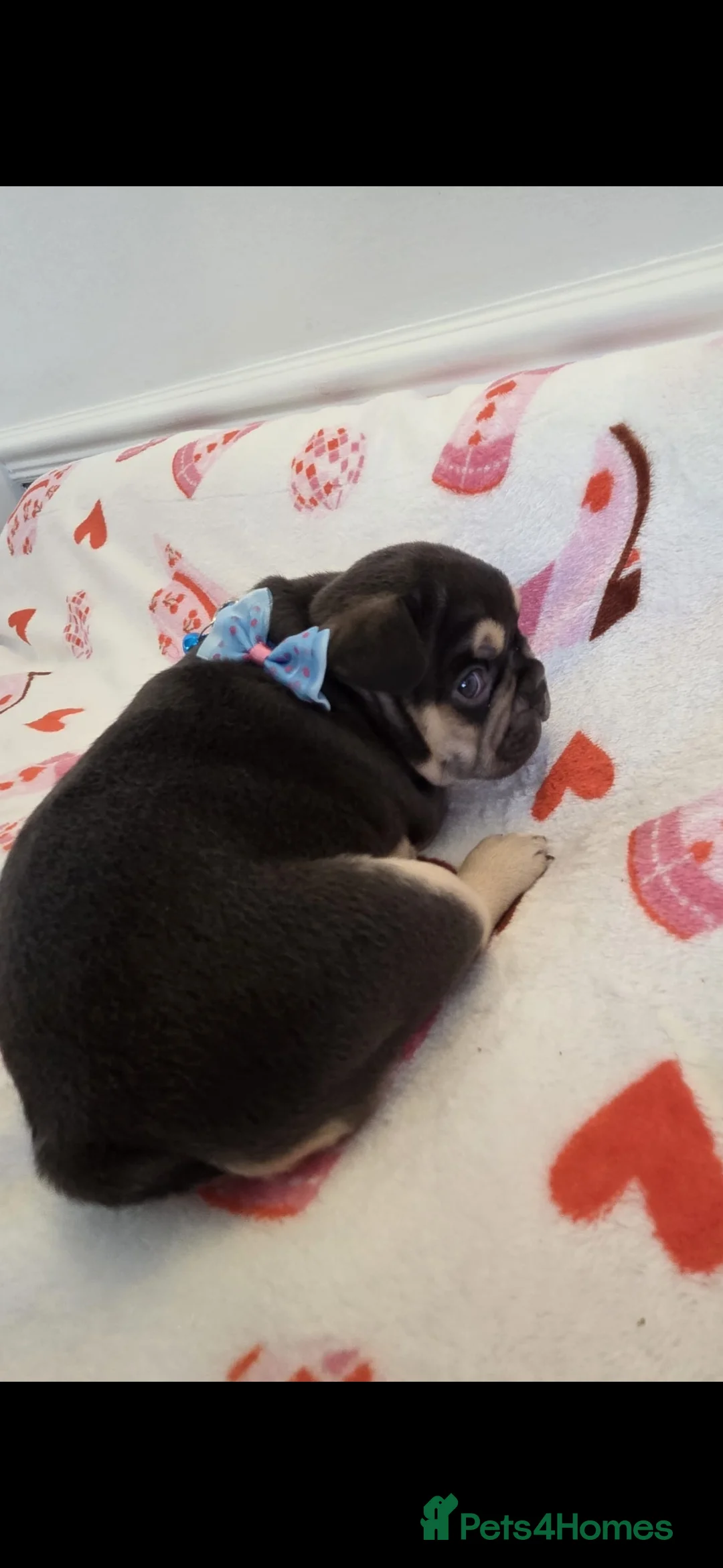 French Bulldog dogs for sale: Beautiful Frenchie puppies - Advert 33