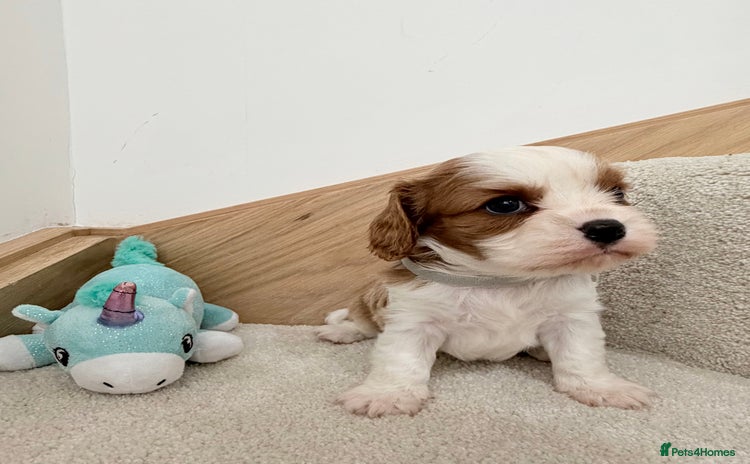 Cavalier King Charles Spaniel dogs KC Cavalier King Charles Spaniel 🧬 Tested Parents - Advert 3