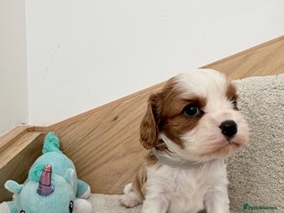 Cavalier King Charles Spaniel dogs KC Cavalier King Charles Spaniel 🧬 Tested Parents - Advert 2