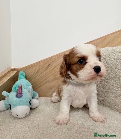 Cavalier King Charles Spaniel dogs KC Cavalier King Charles Spaniel 🧬 Tested Parents - Advert 3
