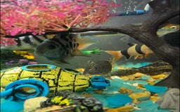 Cichlids fish for sale: Selling our lovely fish with full setup - Image 5