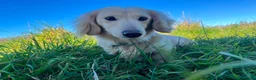 Miniature Dachshund dogs for sale: English cream dachshund puppies  - Advert 7