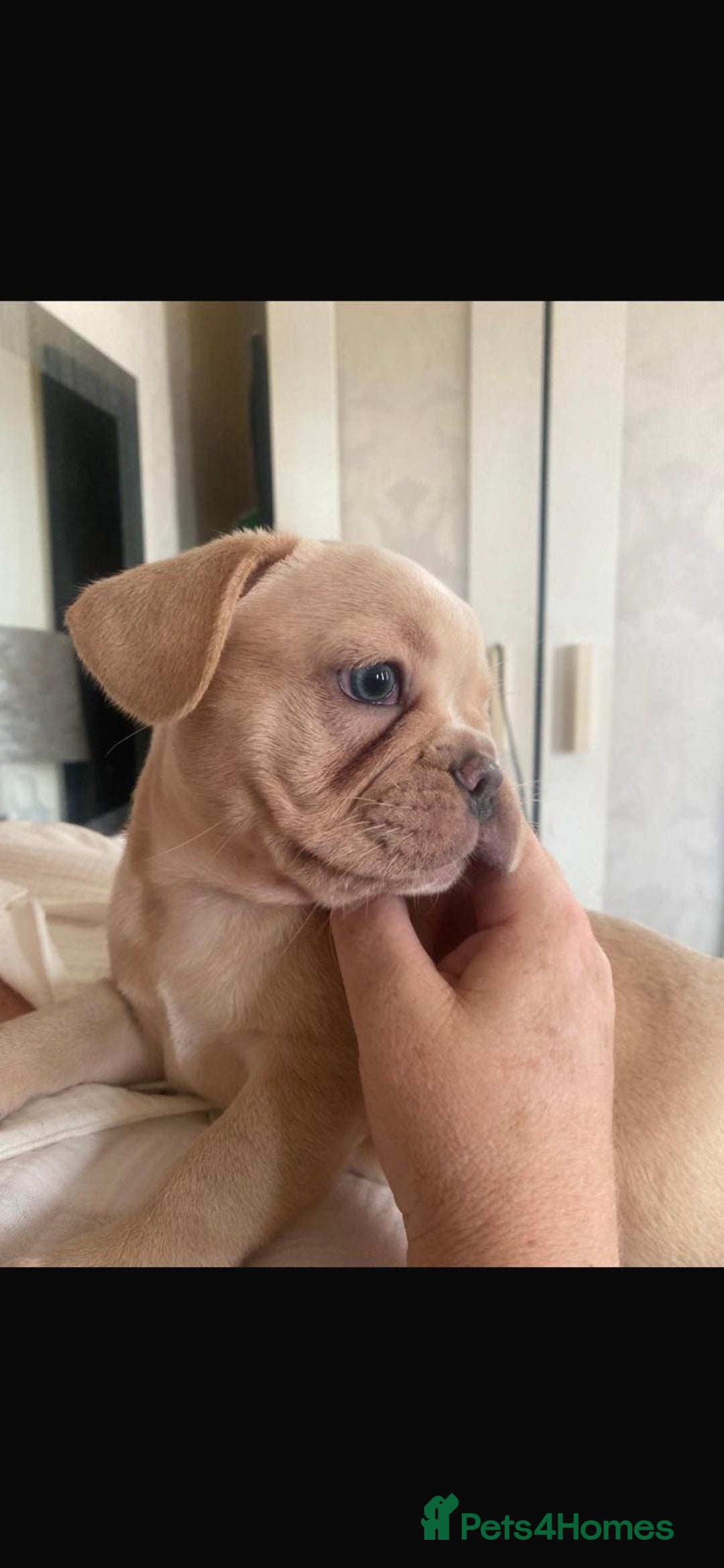 French Bulldog dogs for sale: 4 Beautiful Babies  - Image 33