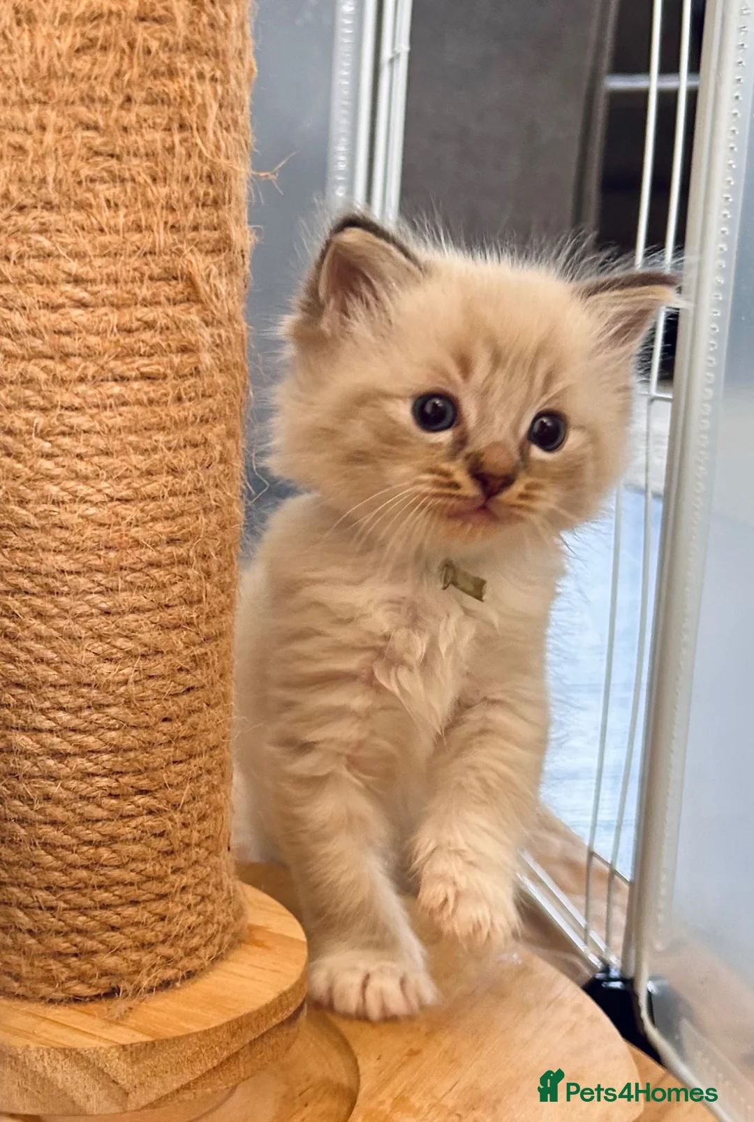Ragdoll cats for sale: Ragdoll kittens  - Advert 2