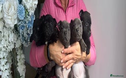 Staffordshire Bull Terrier dogs for sale: Beautiful staffordshire bull terrier puppies  - Image 11