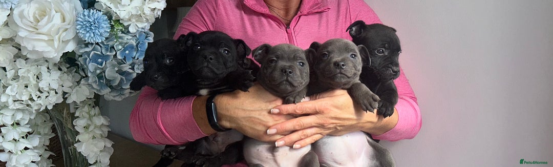 Staffordshire Bull Terrier dogs for sale: Beautiful staffordshire bull terrier puppies  - Image 11