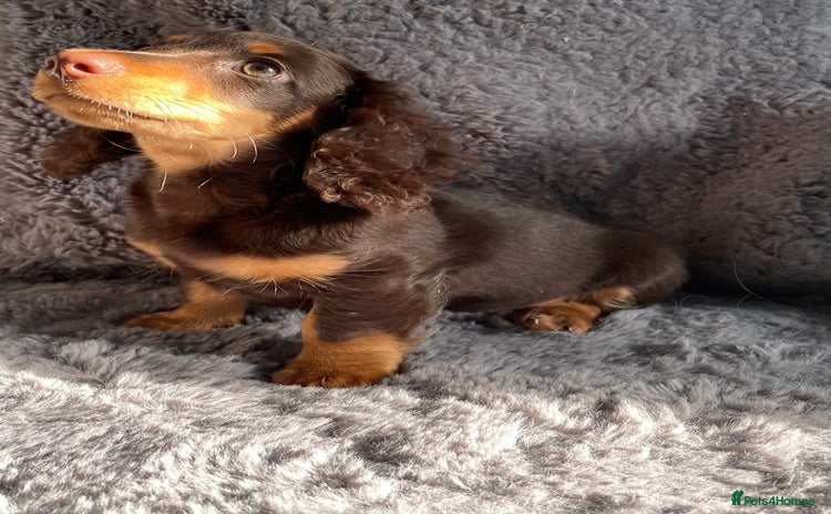 Miniature Dachshund dogs - Advert 4