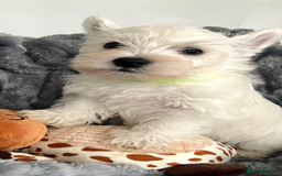 West Highland Terrier dogs for sale: Westie Boy pups available ⭐️⭐️⭐️ - Image 18