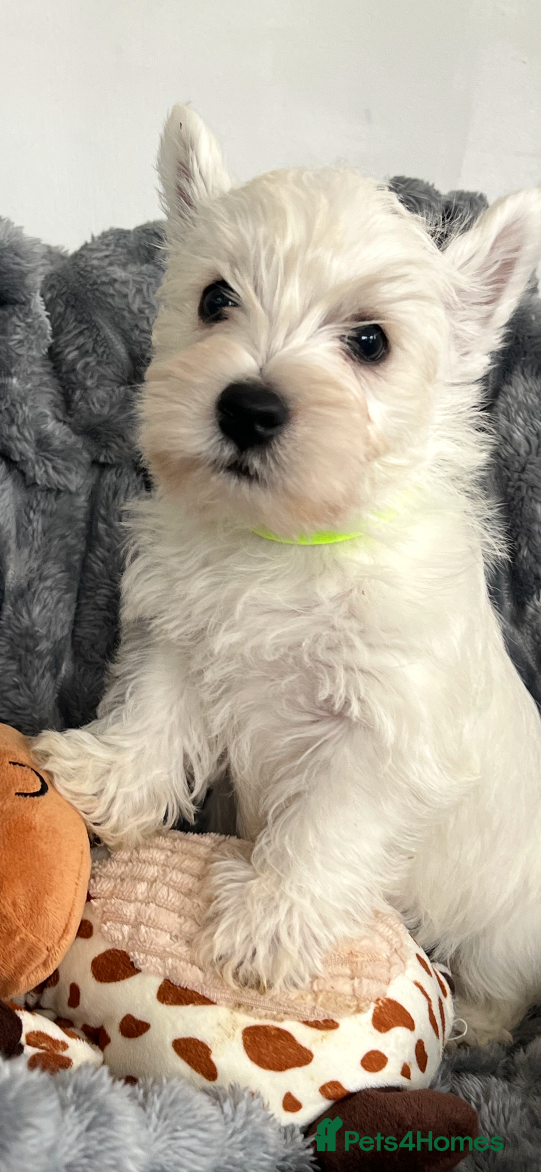 West Highland Terrier dogs for sale: Westie Boy pups available ⭐️⭐️⭐️ - Image 18