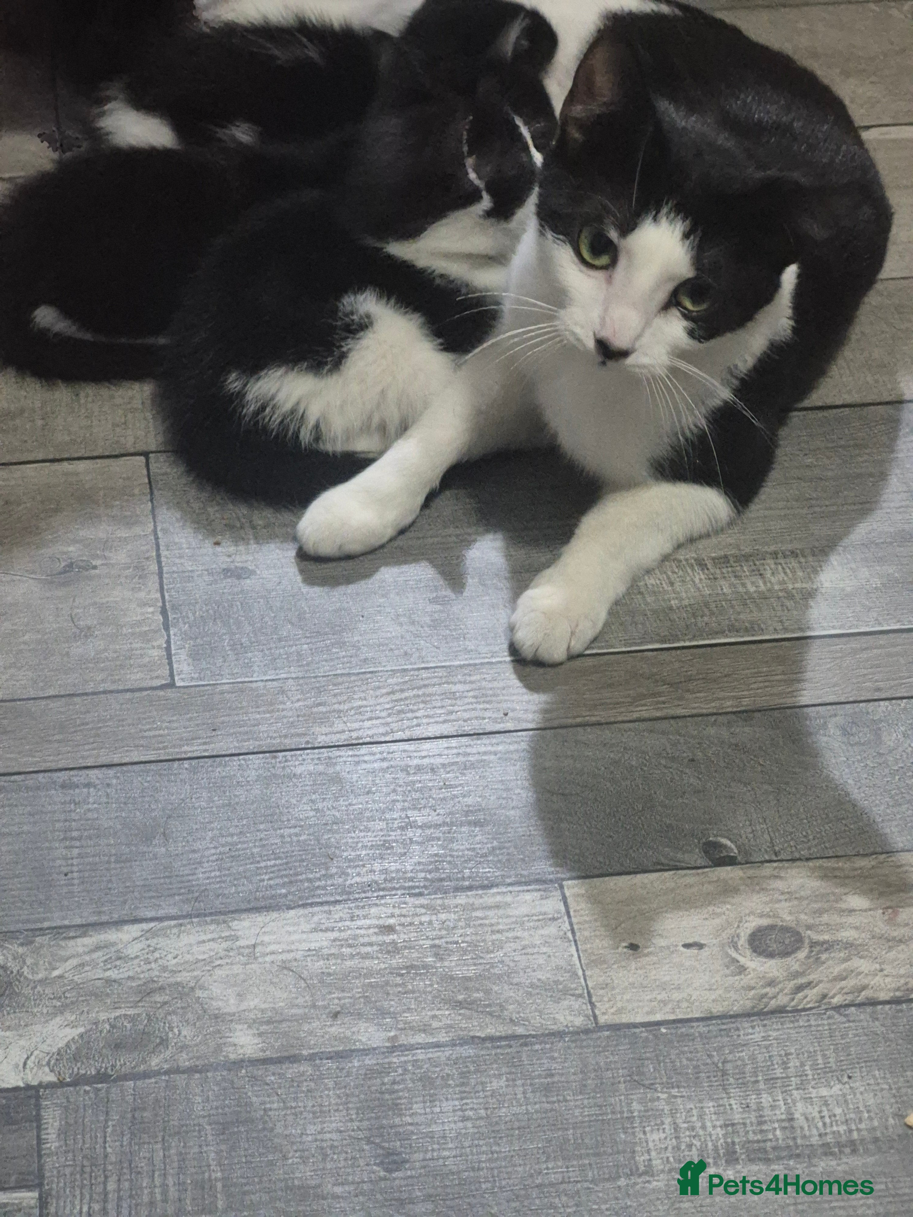 Domestic Shorthair cats Girl kittens - Advert 1