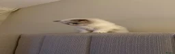 Ragdoll cats for sale: Pedigree Ragdoll Registered Kittens  🌸  - Advert 28