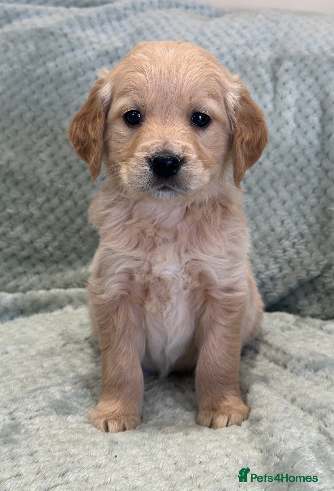 Golden Retriever dogs for sale: Quality litter of KC reg Golden Retriever Puppies  - Advert 23