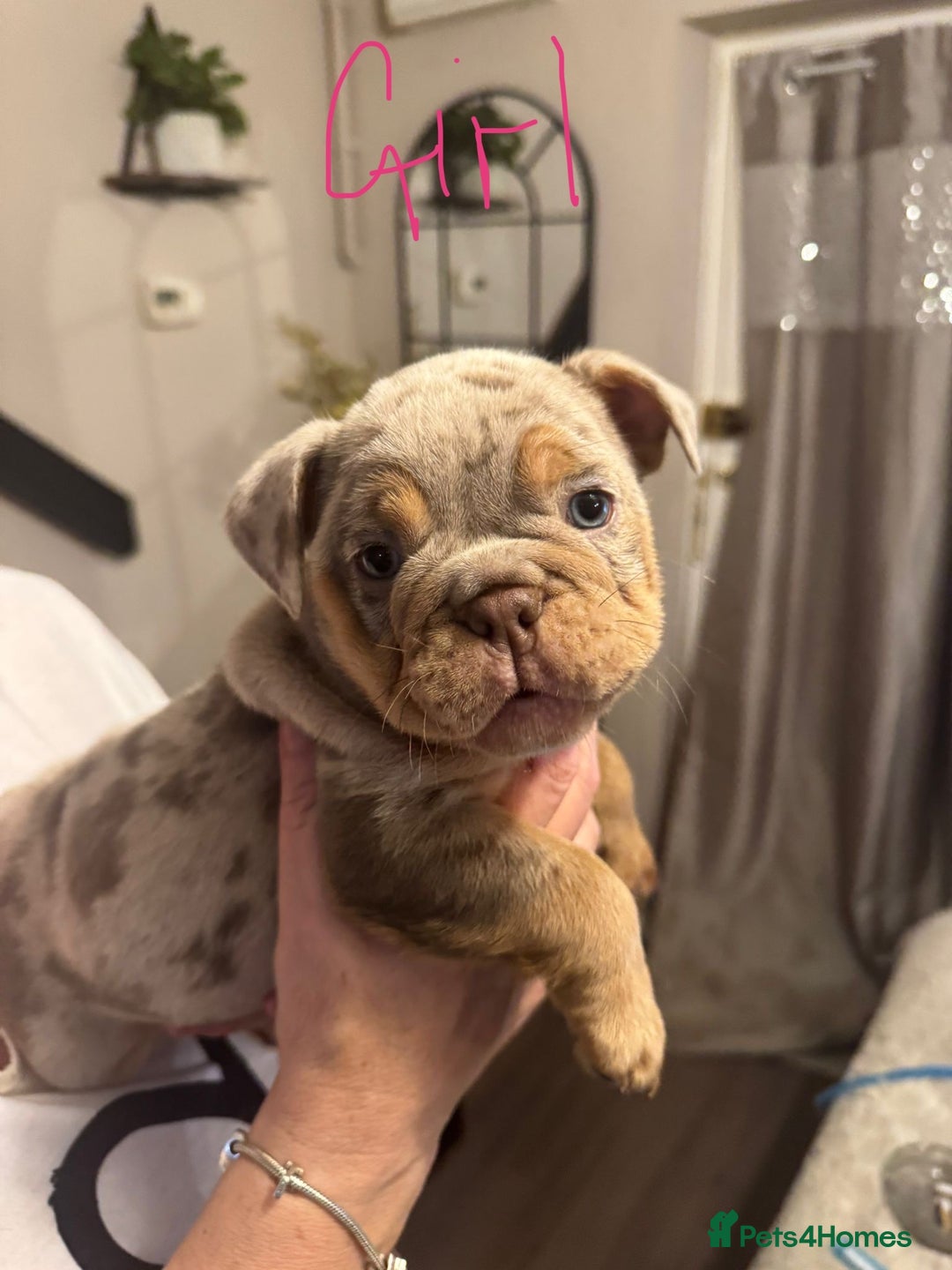 English Bulldog dogs for sale:  🔥TOP BLOOD LINES 🔥 ENGLISH BULLDOGS  - Advert 7
