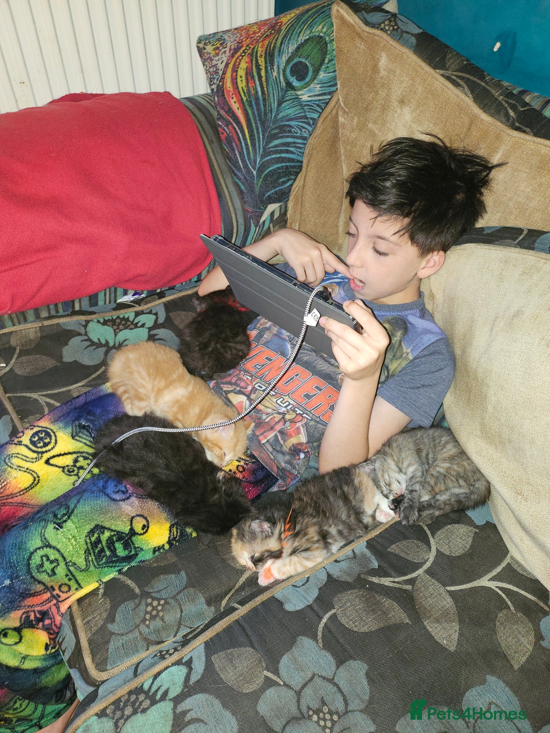 Mixed Breed cats for sale: Quarter persian fluffy kittens for sale - Image 4