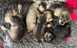 Miniature Schnauzer dogs for sale: Miniature schnauzers pups - Image 2