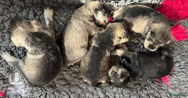 Miniature Schnauzer dogs - Advert 9