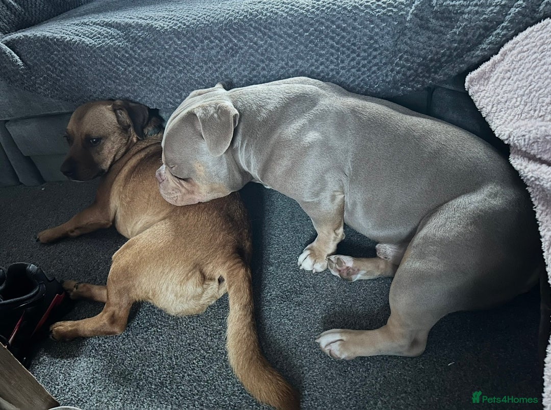 American Bully dogs for stud: American Pocket bully tri lilac  - Advert 5