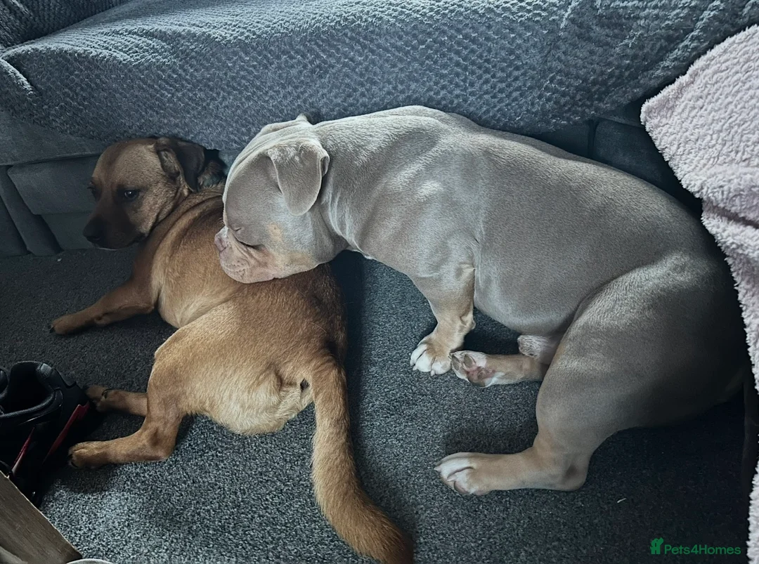 American Bully dogs for stud: American Pocket bully tri lilac  - Advert 5