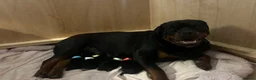 Rottweiler dogs for sale: Rottweiler pups £1500 - Advert 7