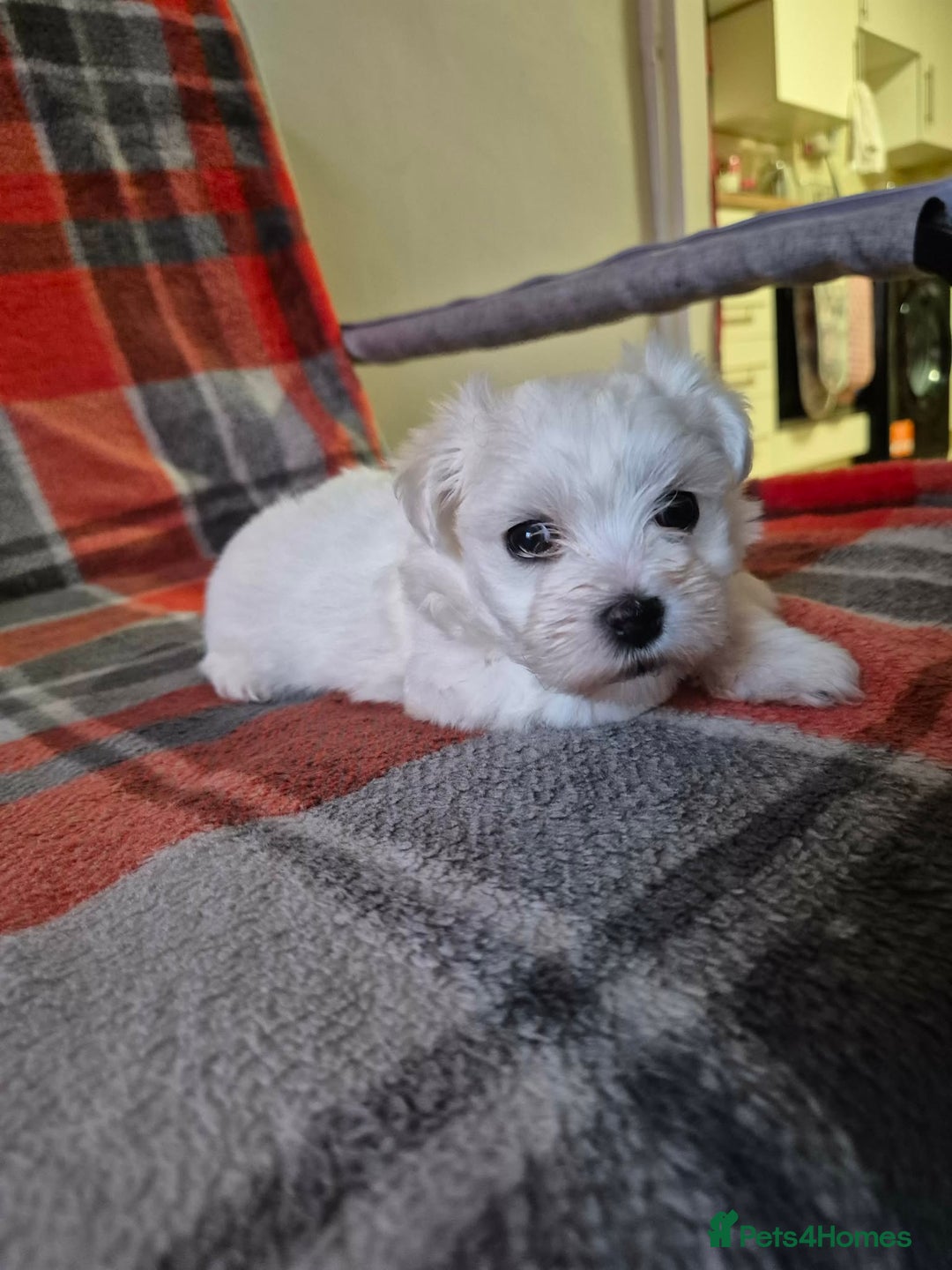 Bichon Frise dogs for sale: Bichon Frise - Advert 13