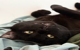 Bombay cats for sale: BLACK CUTE MALE CAT AVAILABLE -MONEY NOT AN ISSUE  - Image 4